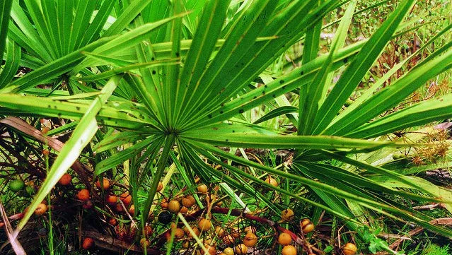 Saw Palmetto and How It Helps Acne Averr Aglow