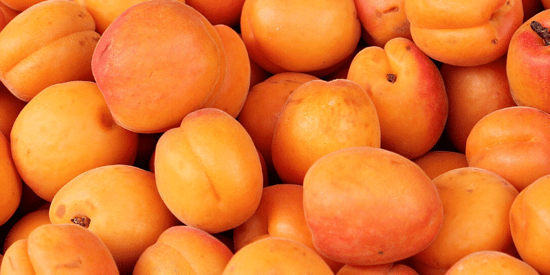 Apricot Kernel Oil and How It Helps with Acne