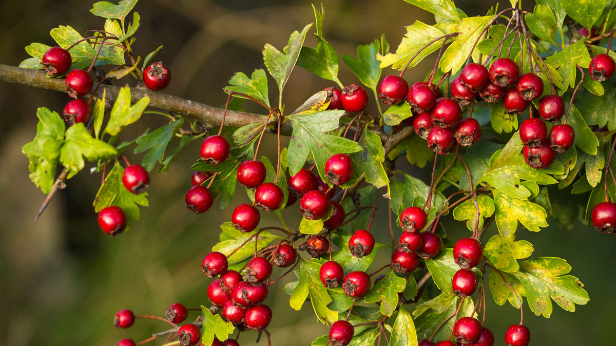 Hawthorn Berry and How It Helps Acne Averr Aglow