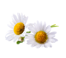 Chamomile Flower Water