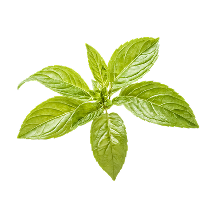 Holy Basil Leaf Extract