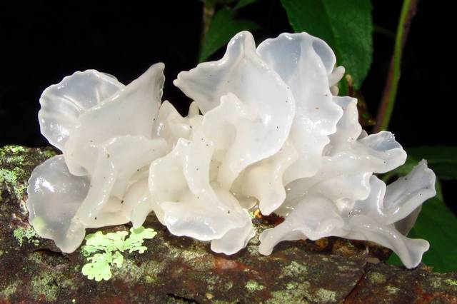 Snow Mushroom and How It Helps Averr Aglow