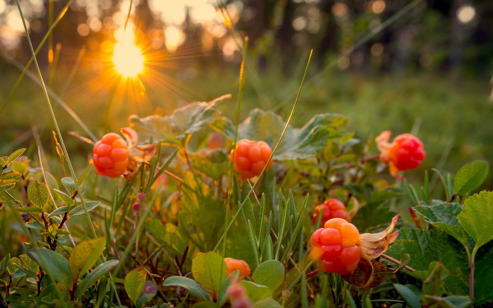 Cloudberry Seed Oil and How It Helps with Acne Averr Aglow