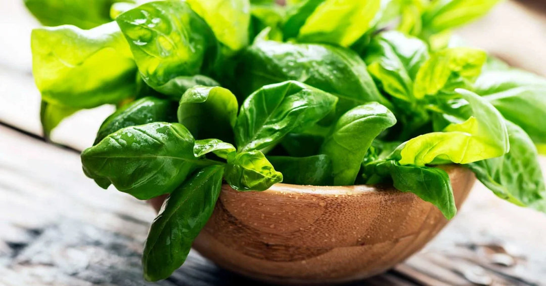 Averr Aglow® Basil Leaf Extract and How It Helps with Aging
