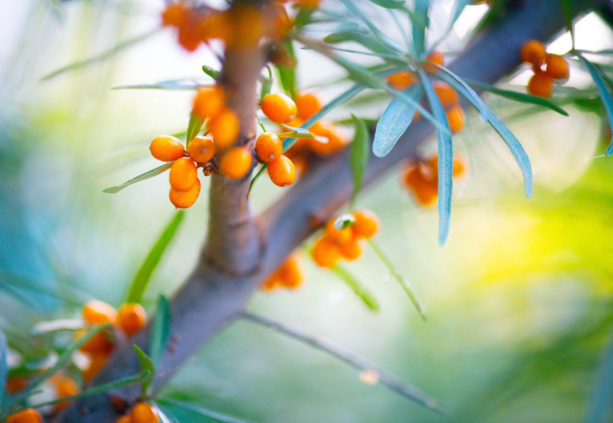 Sea Buckthorn, the Botanical Secret Behind our Preventative Aging Mask Averr Aglow