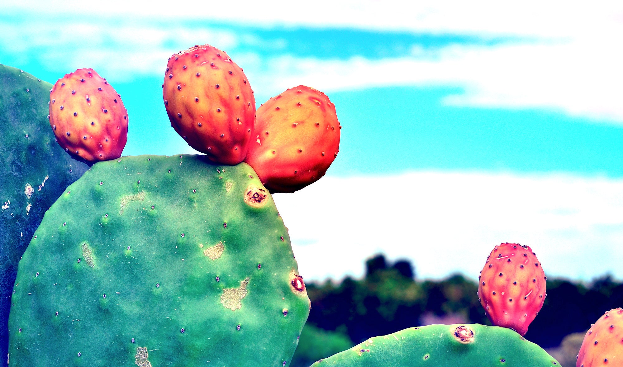 Prickly Pear Seed Oil, Your Next Skincare Obsession Averr Aglow