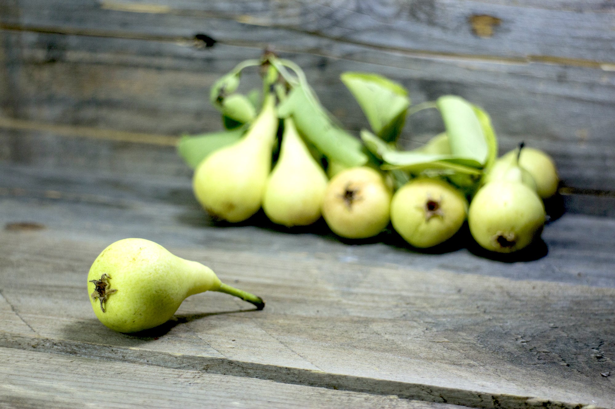 Kakadu Plum, Skin-Brightening Vitamin Bomb Averr Aglow