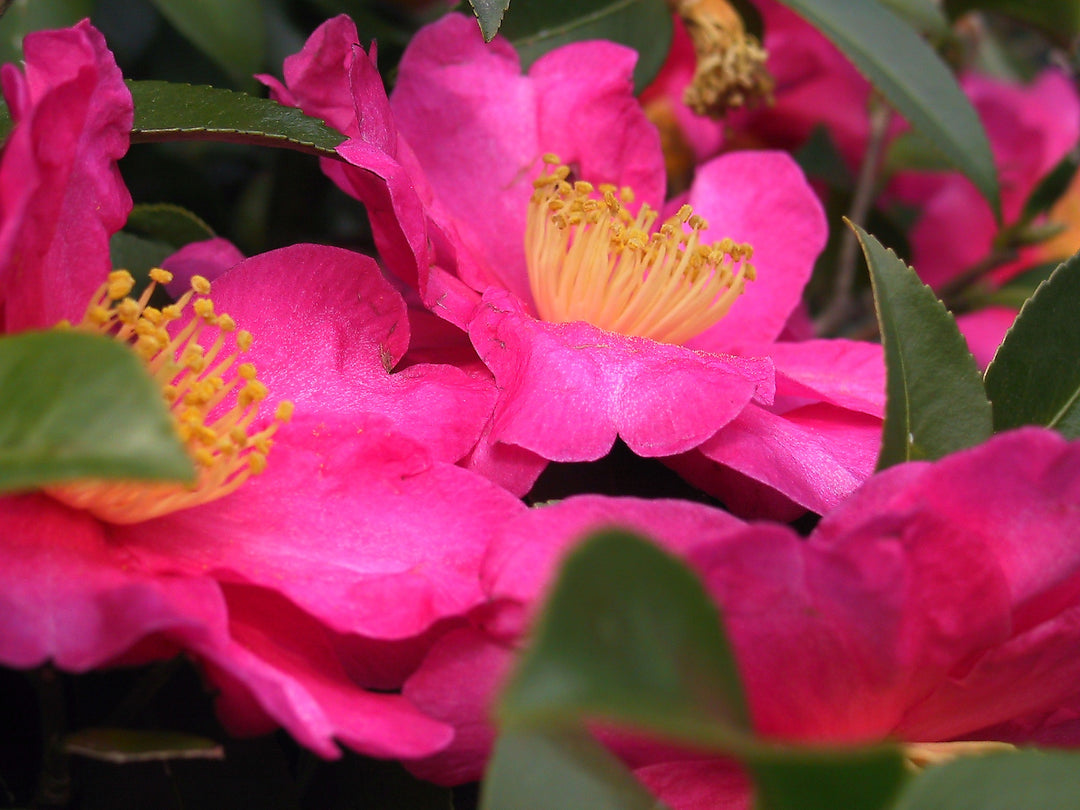 Averr Aglow® Camellia and How It Helps with Acne