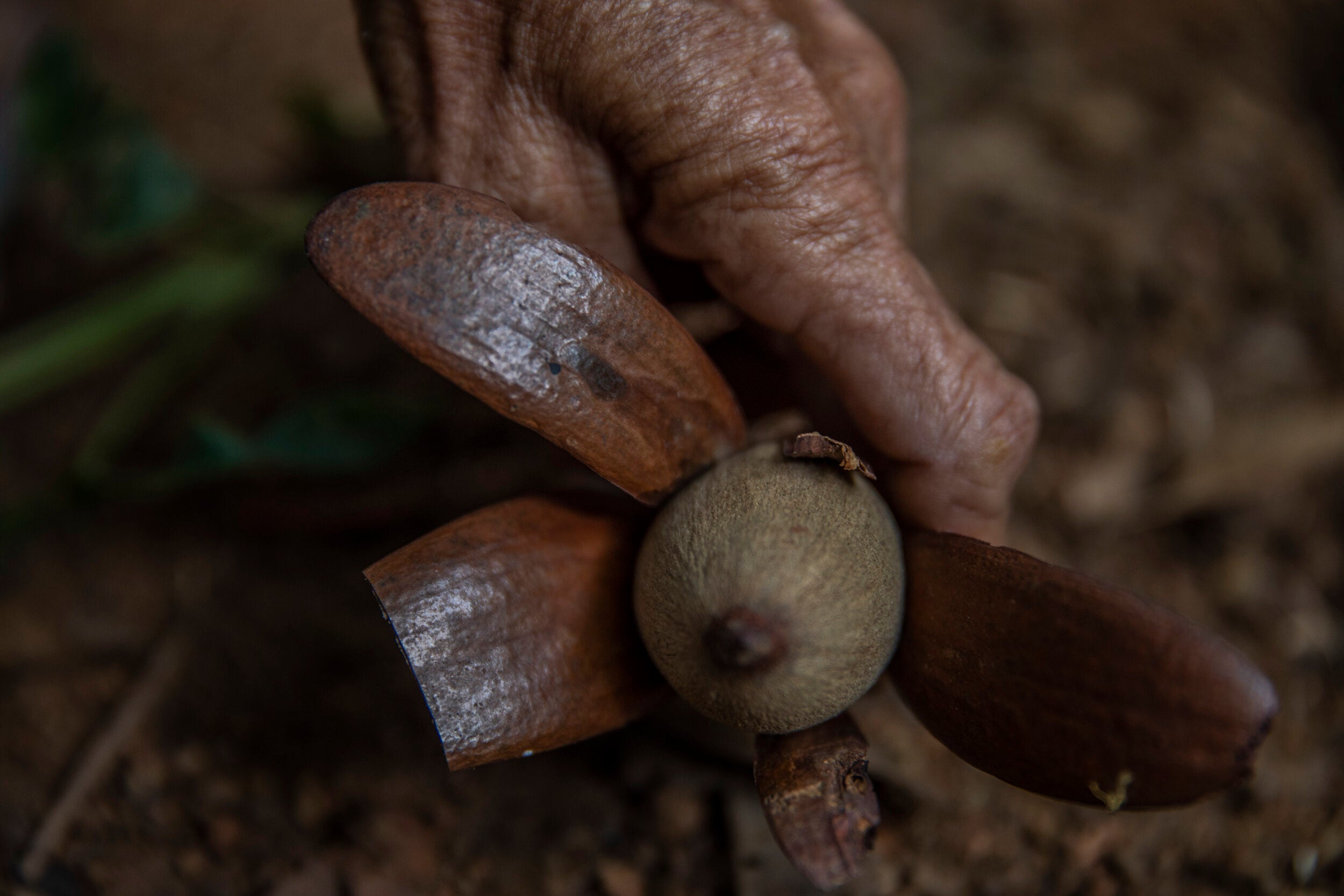 Illipe Seed Butter and How It Helps Averr Aglow