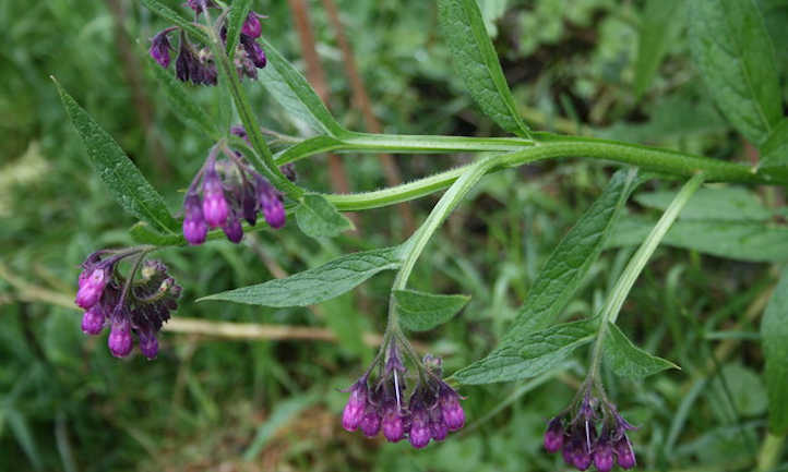 Comfrey and How It Helps Acne Averr Aglow