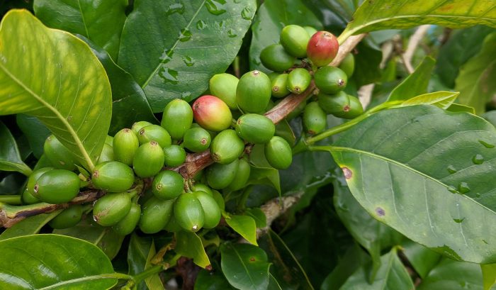 Coffee Leaf Cell Extract and How It Helps with Aging Averr Aglow