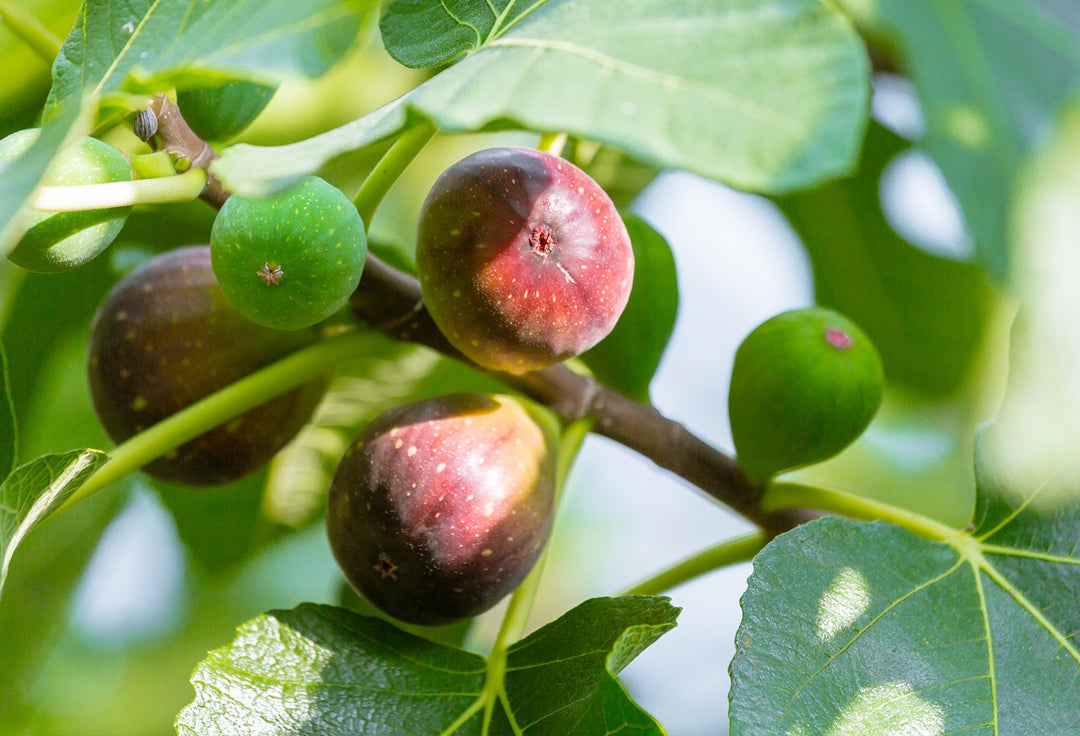 Fig Seed Oil and How It Helps with Aging Averr Aglow