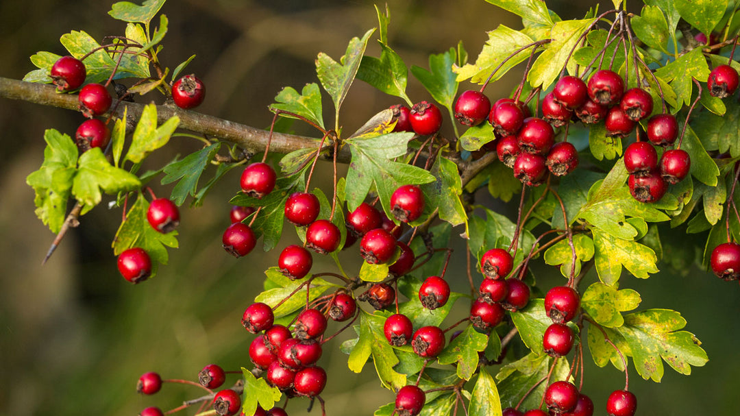 Hawthorn Berry and How It Helps Acne Averr Aglow