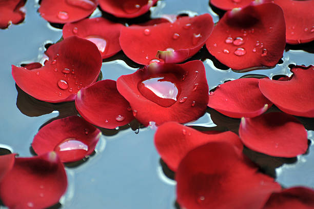 Rose Water and How It Helps with Acne Averr Aglow