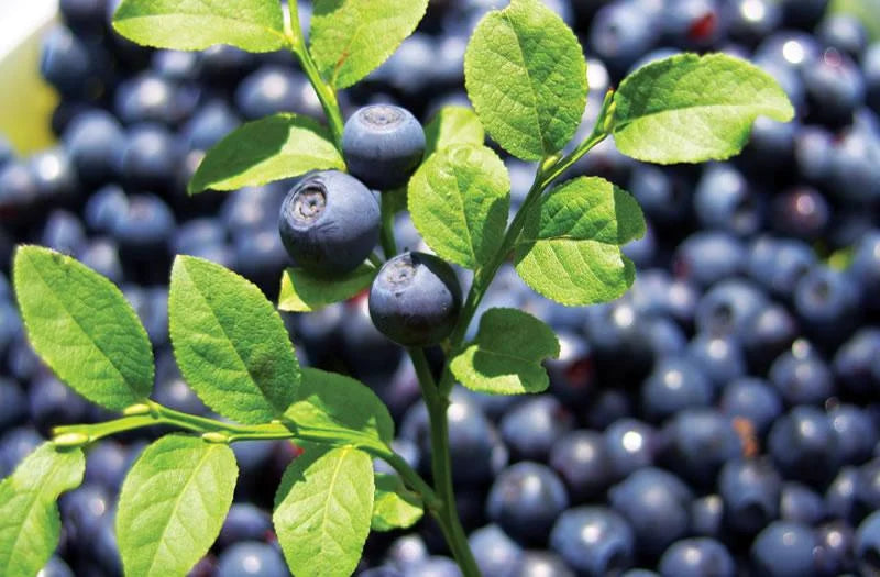 Bilberry Leaf Extract and How It Helps with Acne Averr Aglow