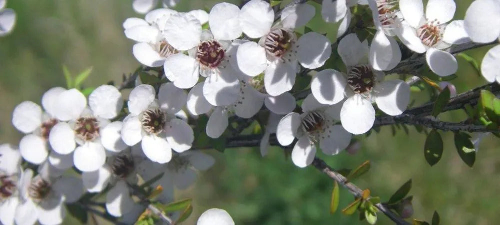 Manuka Oil and How It Helps Acne Averr Aglow