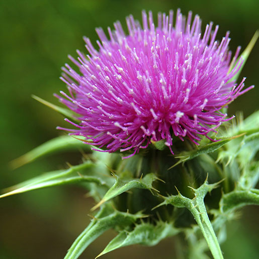 Milk Thistle Seed Oil and How It Helps with Aging Averr Aglow