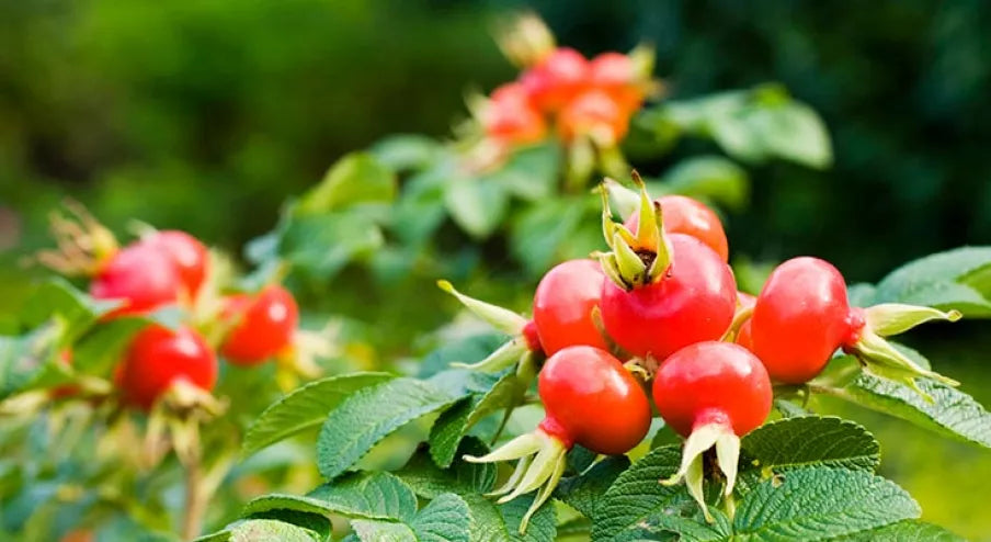 Rose Hip Oil and How It Helps Acne Averr Aglow