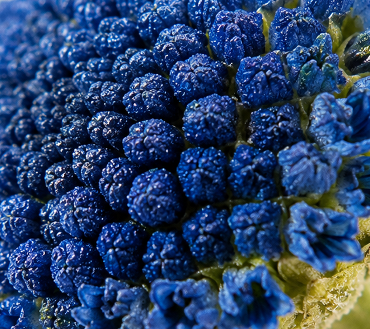 Blue Tansy Essential Oil