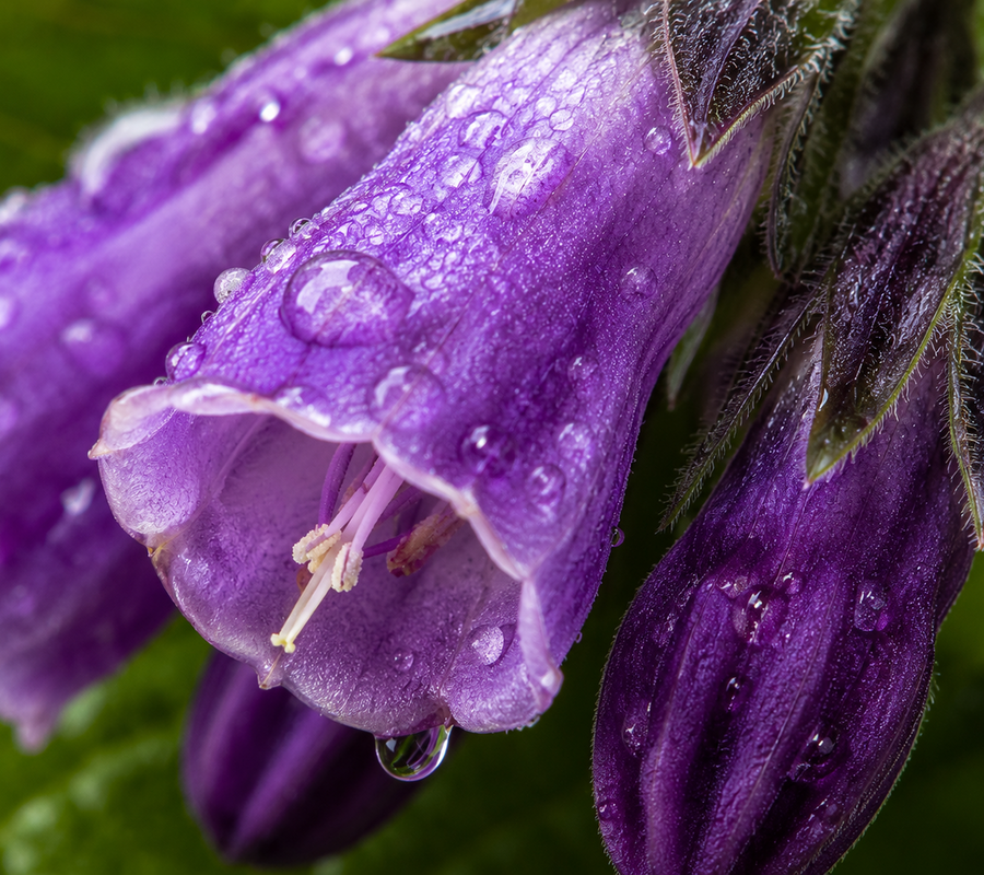 Comfrey
