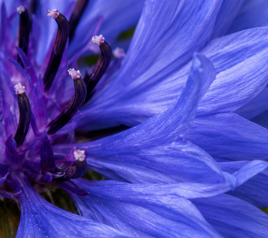 Cornflower