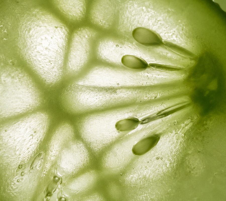 Cucumber
