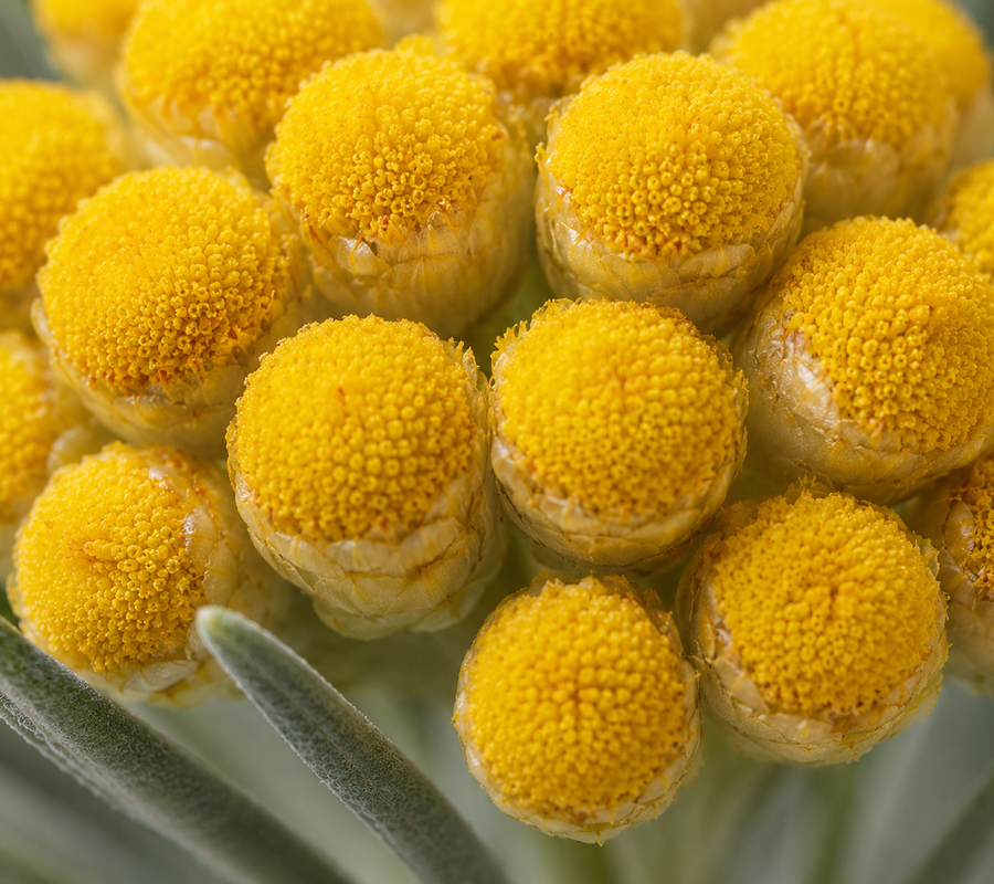 Helichrysum