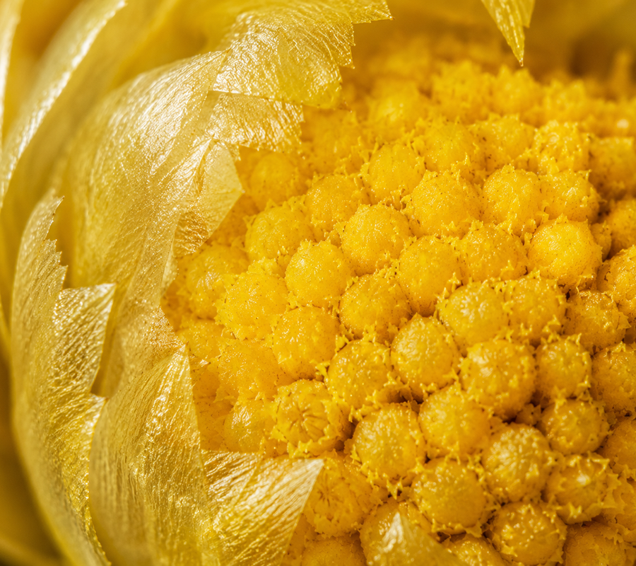 Helichrysum
