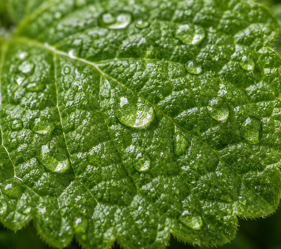 Lemon Balm