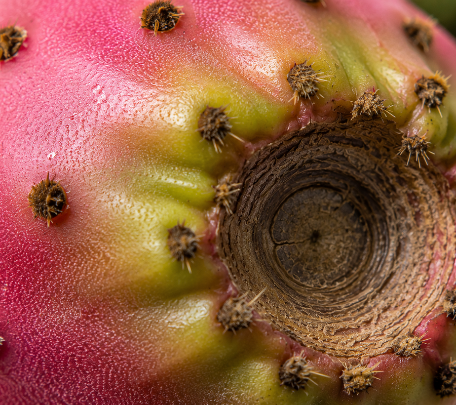 Prickly Pear