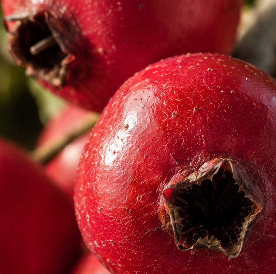 Hawthorn Berry