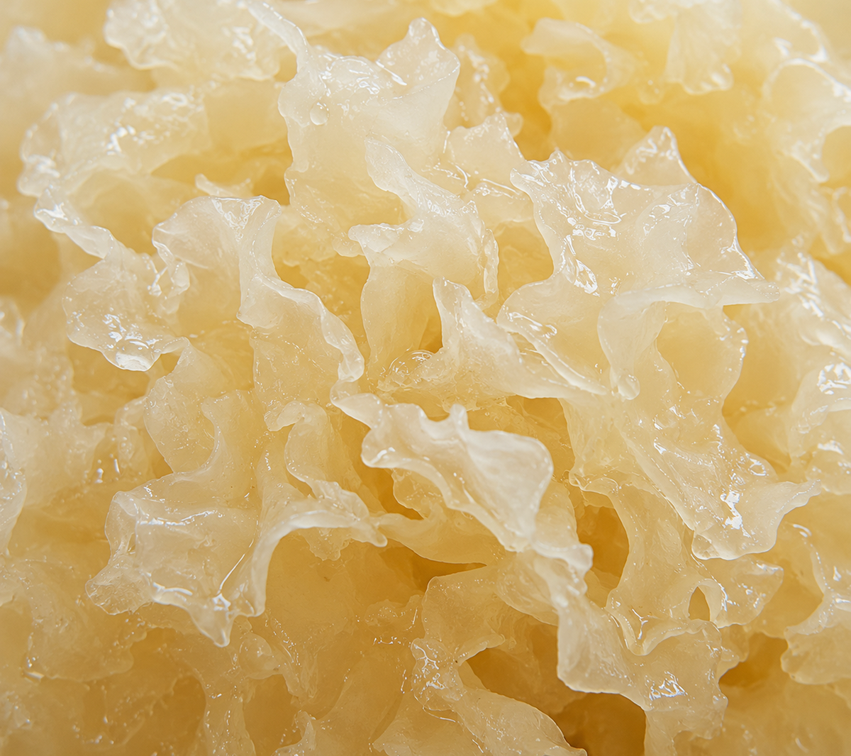 Snow Mushroom Polysaccharide
