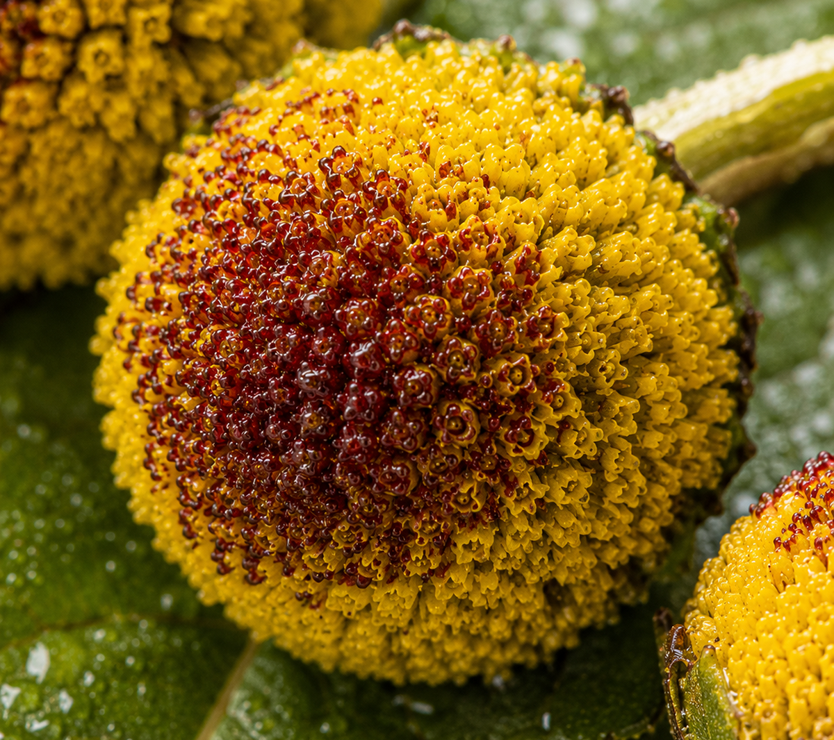Spilanthes (Paracress) Flower Extract