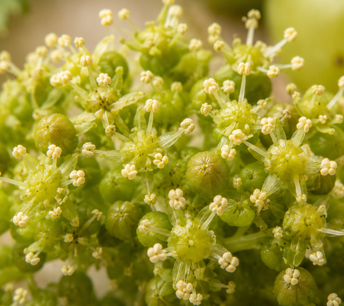 Grape Flower Cell Extract