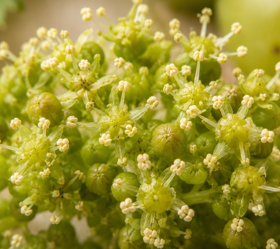 Grape Flower Cell Extract
