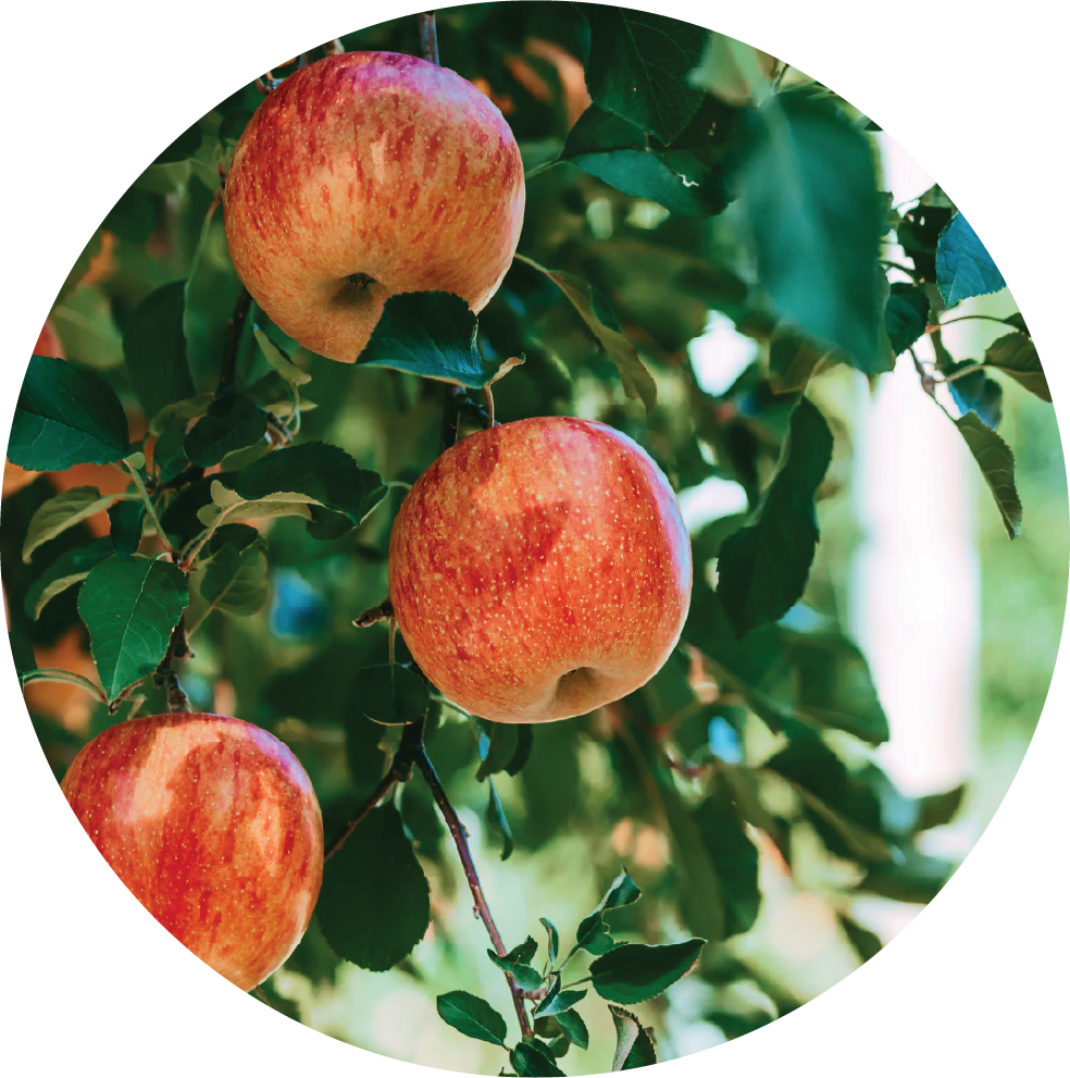 Apple Fruit Extract (AHA)