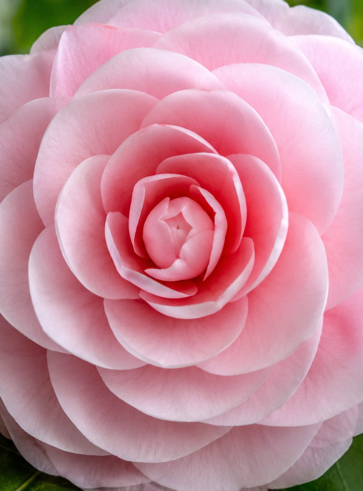 Camellia Seed Oil